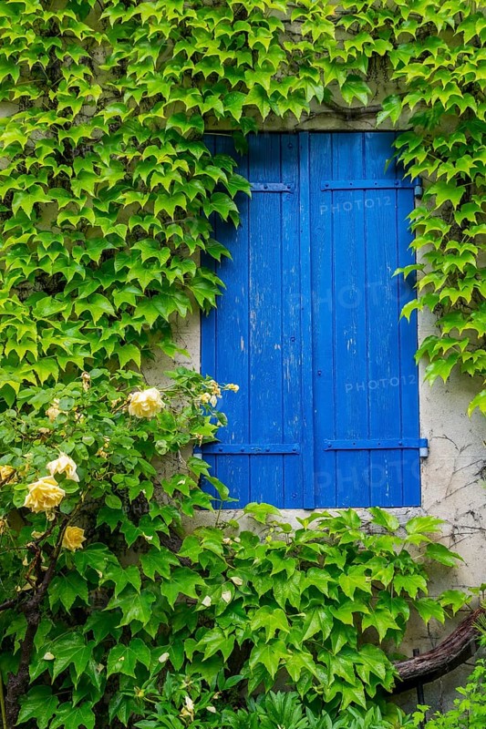 House facade with Wild Vine and yellow rose, windows with blue shutters, Vauvenargues, Provence-Alpes-Cote d'Azur, France, Europe