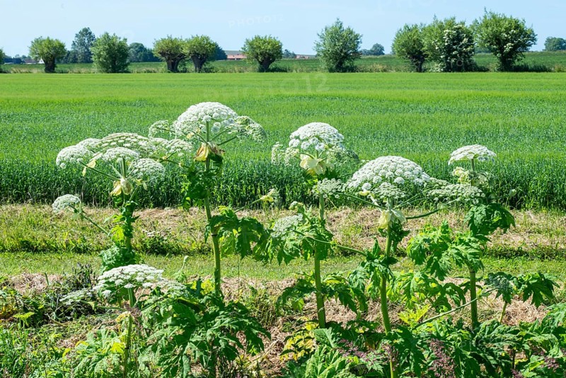 Flowering giant hogweed in the landscape, (Heracleum mantegazzianum) an invasive species that is difficult to eradicate, in Glemminge, Ystad Municipality, Skåne County, Sweden, Scandinavia, Europe