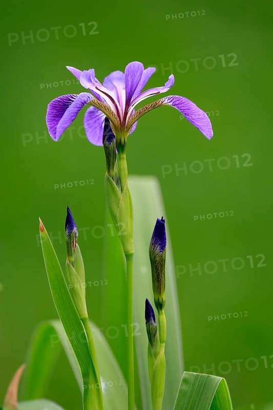American marsh iris (Iris versicolor), flower, in bloom, at a pond, Ellerstadt, Germany, Europe