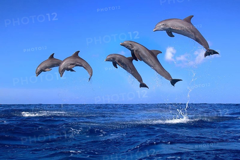 Dolphin, Bottlenose dolphin, Tursiops truncatus, adult, group, jumping, montage, digital composition, water, Roatan, Honduras, Caribbean, Central America, Latin America, Central America