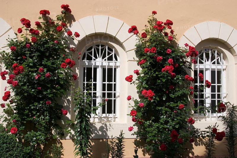 Climbing roses on the façade of Johannisberg Wine Castle, Rheingau, Hesse, Germany, Europe