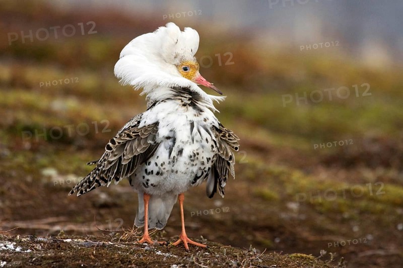 Ruff, ruff plumage, display plumage, courtship display, Norway, Varanger, Varanger Peninsula, Varanger, Norway, Europe