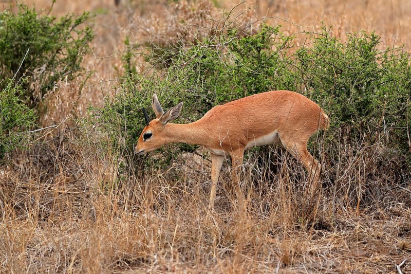 Steenbok (Raphicerus campestris), adult, male, feeding, vigilant, dwarf antelope, Kruger National Park, Kruger National Park, Kruger National Park South Africa