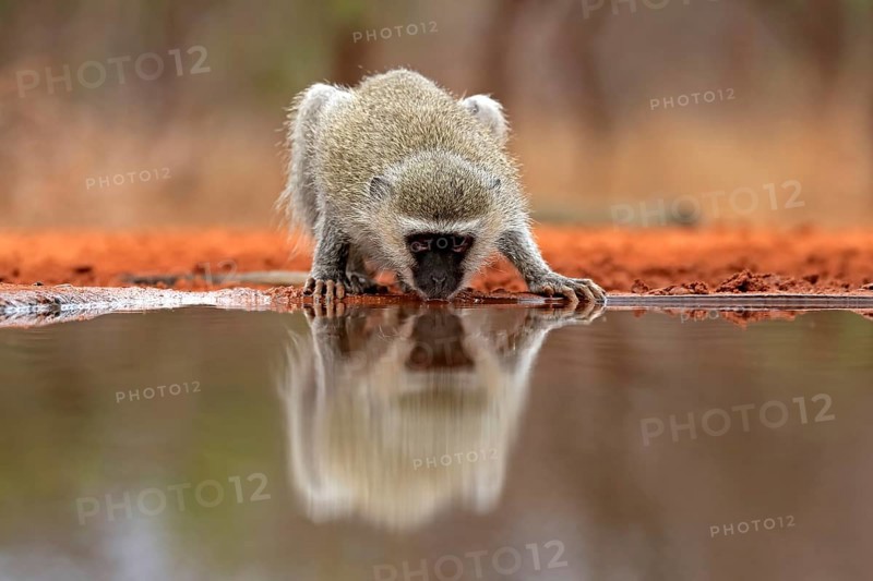 Vervet Monkey (Chlorocebus pygerythrus), adult, drinking, at the water, Kruger National Park, Kruger National Park, Kruger National Park South Africa
