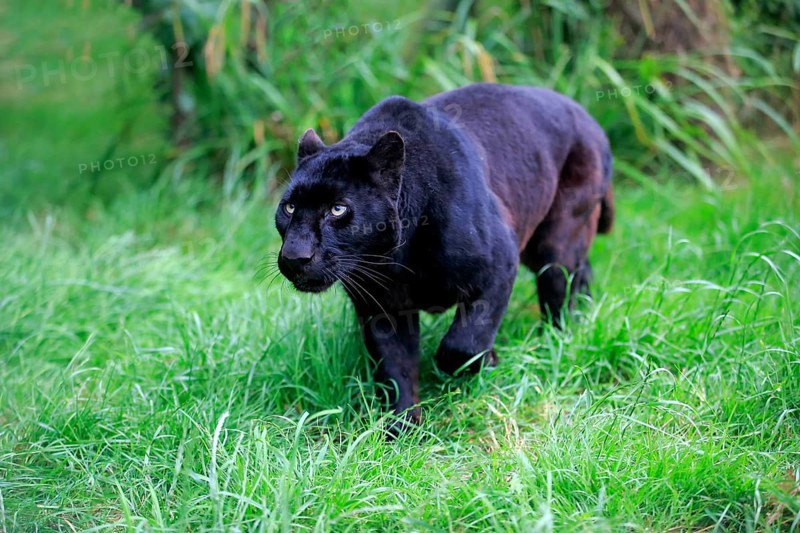 Leopard, Black panther (Panthera pardus), adult, stalking