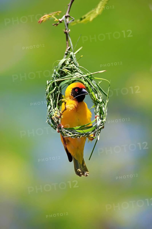 Masked weaver (Ploceus velatus), adult, male, nest building, weaving, weaving nest, Tswalu Game Reserve, Kalahari, Northern Cape, South Africa, Africa