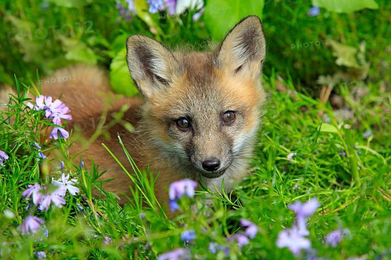 Red fox (Vulpes vulpes), young animal, meadow, flower, ten weeks old, portrait, Montana, USA, North America