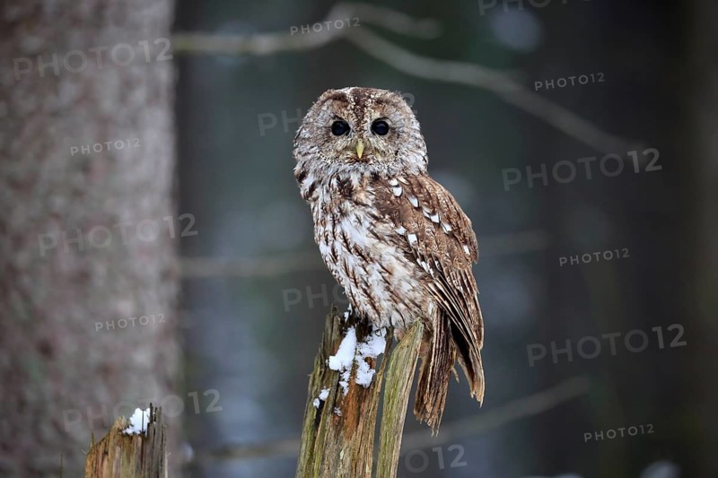 Tawny Owl (Strix aluco), adult in winter on a wait, Zdarske Vrchy, Bohemian-Moravian Highlands, Czech Republic, Europe