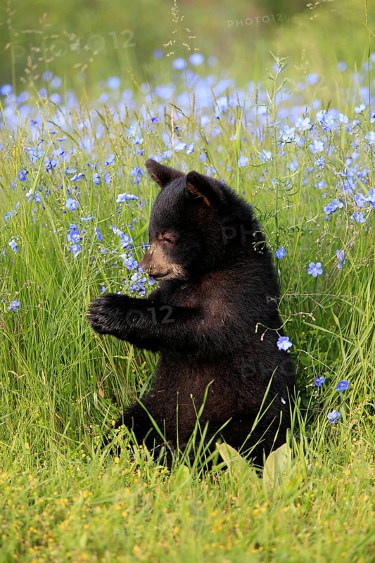 American Black Bear (Ursus americanus), young, flowers, meadow, six months old, Montana, USA, North America