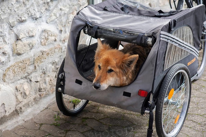 Spanish herding dog, a Pastor Garafiano, looks out of a bicycle trailer, Lower Franconia, Bavaria, Germany, Europe