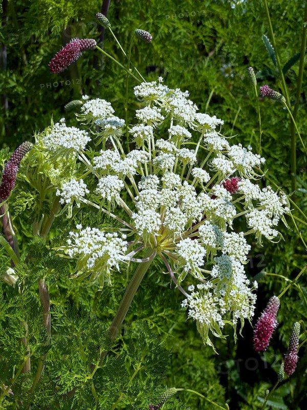Bishop's weed, small cartilaginous carrot, toothpick cartilaginous carrot, toothpick herb, toothpick ammei (Visnaga daucoides)