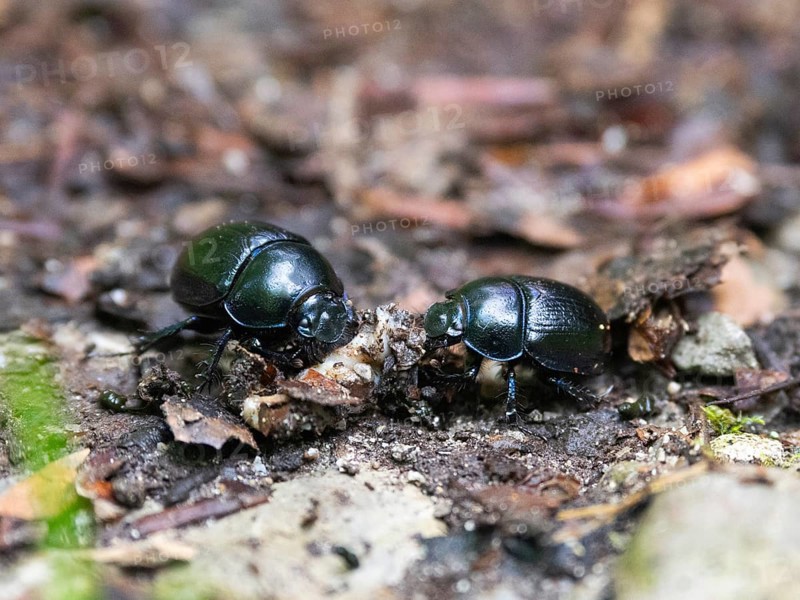 Dor beetle (Geotrupes stercorarius), two beetles on woodland path, feeding on the remains of a dead slug, Hesse, Germany, Europe