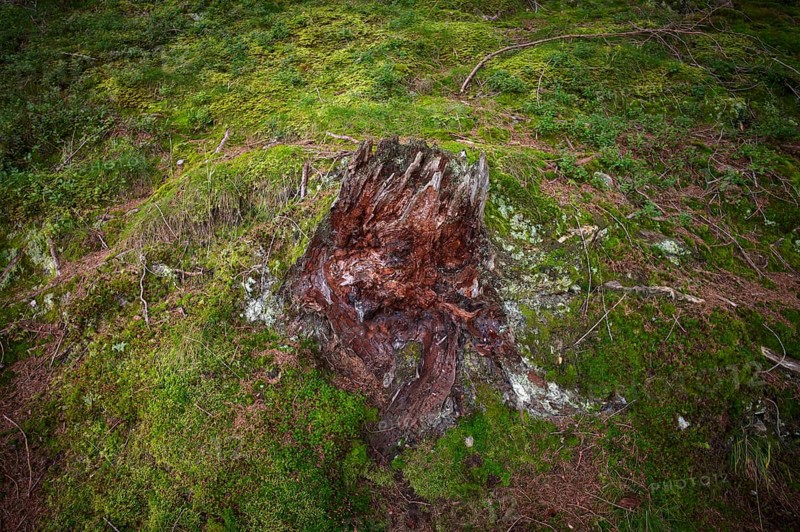 Tree stump, moss, Taser Höhenweg, forest, Schenna, Scena, South Tyrol, Autonomous Province of Bolzano, Italy, Europe