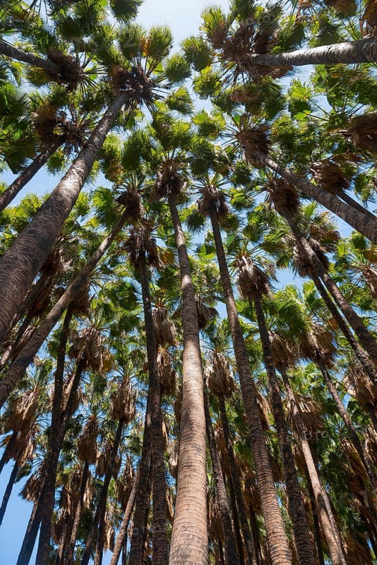 Tall palm trees towering into the blue sky, palm grove near Torre de Mar, Tower of the Sea, Costa del Sol, Málaga, Malaga, Andalusia, Spain, Europe