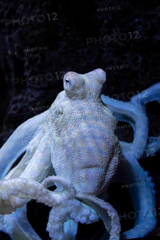Octopus, octopus, (Octopus cyanea), aquarium, Odysseo Oceanarium Mauritius, show aquarium, large aquarium, old town, Port Louis, Indian Ocean, island, Mauritius, Africa