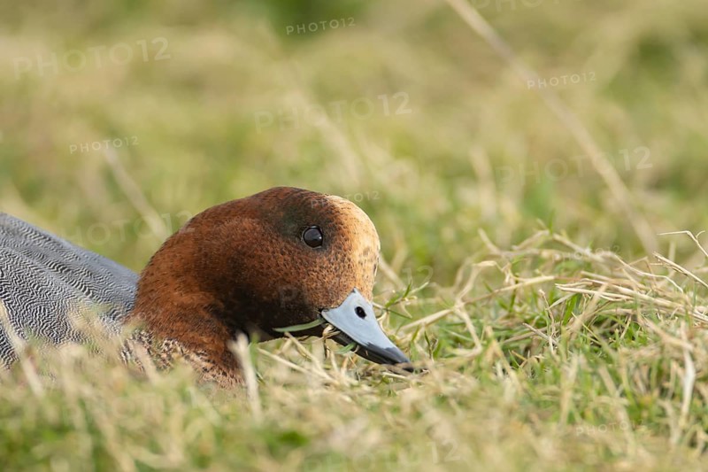 Eurasian wigeon duck (Mareca penelope) adult male bird feeding on grass, Lincolnshire, England, United Kingdom, Europe