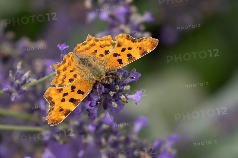 Comma butterfly (Polygonia c-album) adult insect feeding on blue Lavender flowers in a garden, Suffolk, England, United Kingdom, Europe