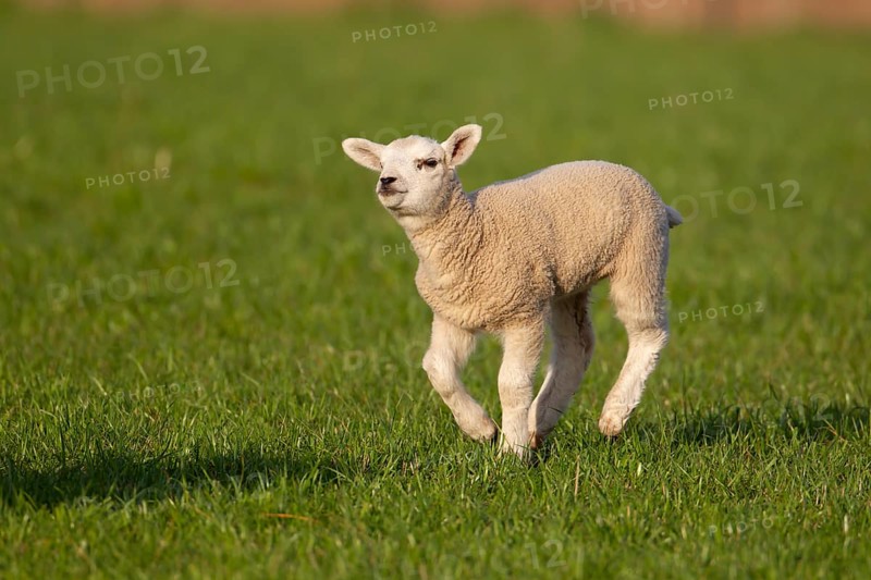 Domestic sheep (Ovis aries) juvenile baby lamb farm animal running in a grass field, England, United Kingdom, Europe