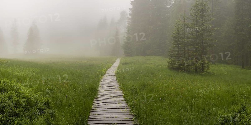Hühnermoos on a cloudy day with fog, a high moor at Söllereck near Oberstdorf, Allgäu Alps, Allgäu, Bavaria, Germany, Europe