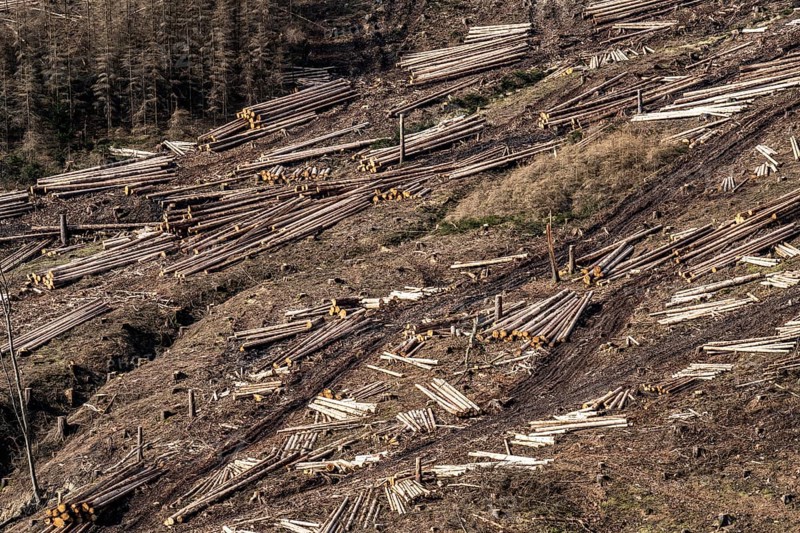 Cleared forest area north of the village of Öventrop, district of Arnsberg, dead spruce stands were felled, dead trees due to bark beetle infestation, Arnsberg Forest, North Rhine-Westphalia, Germany, Europe