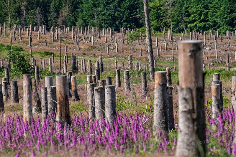 Cleared forest in the Eggegebirge, near Lichtenau, Paderborn district, site of a spruce forest that had died due to heavy bark beetle infestation and was felled, the tree stumps are intended to provide protection and nutrients for new, planted trees, Common foxglove growing, North Rhine-Westphalia, Germany, Europe