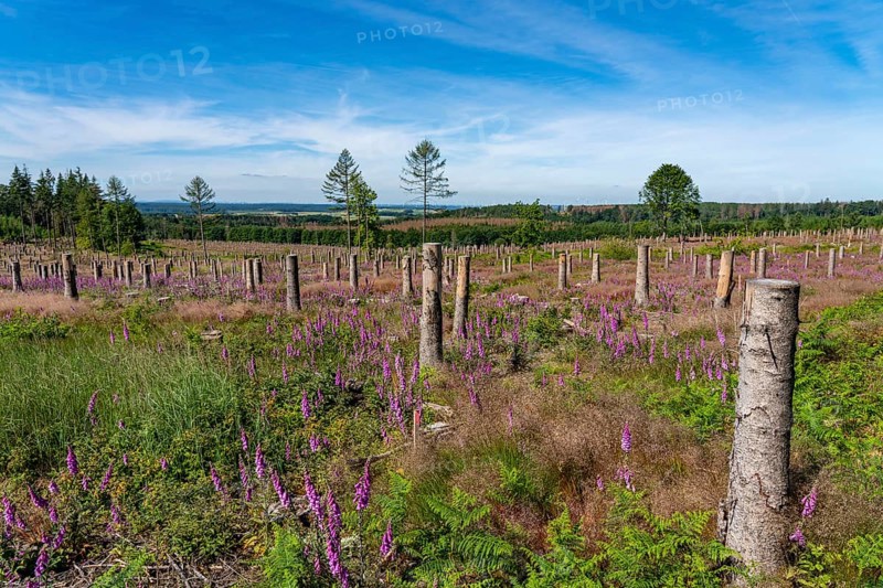 Cleared forest in the Eggegebirge, near Lichtenau, Paderborn district, site of a spruce forest that had died due to heavy bark beetle infestation and was felled, the tree stumps are intended to provide protection and nutrients for new, planted trees, Common foxglove growing, North Rhine-Westphalia, Germany, Europe