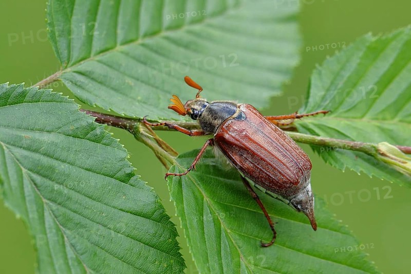 Northern cockchafer (Melolontha hippocastani), male, on leaves of a hornbeam (Carpinus betulus), Wilnsdorf, North Rhine-Westphalia, Germany, Europe