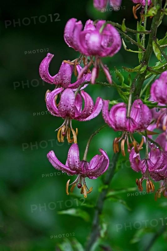 Martagon lily (Lilium martagon) with raindrops, North Rhine-Westphalia, Germany, Europe