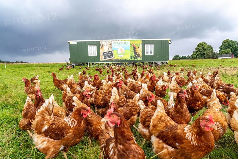 Chickens in a meadow, mobile housing, free-range chickens, free-range eggs, north of Warstein-Allagen, North Rhine-Westphalia, Germany, Europe