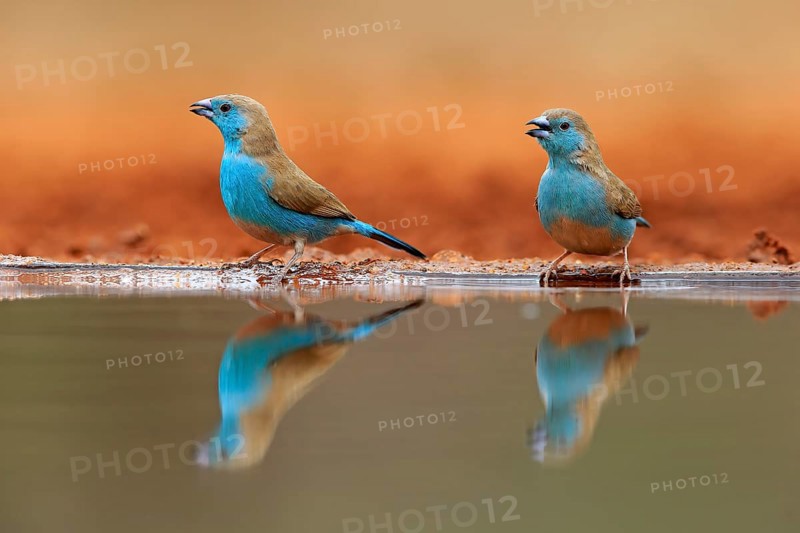 Blue-winged Oriole (Uraeginthus angolensis), Angola Butterfly Finch, adult, two birds, at the water, Kruger National Park, Kruger National Park, Krugerpark, South Africa, Africa