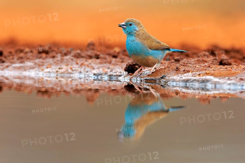 Blue waxbill (Uraeginthus angolensis), Angola butterfly finch, adult, at the water, Kruger National Park, Kruger National Park, Krugerpark, South Africa, Africa