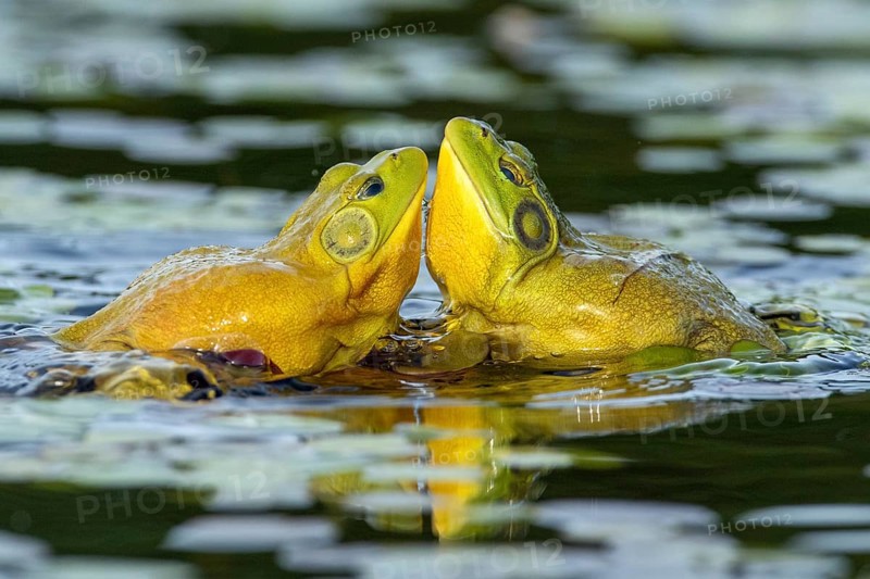 Bull frogs Lithobates catesbeianus. Male bull frogs fighting during the breeding season. La Mauricie national park. Province of Quebec. Canada