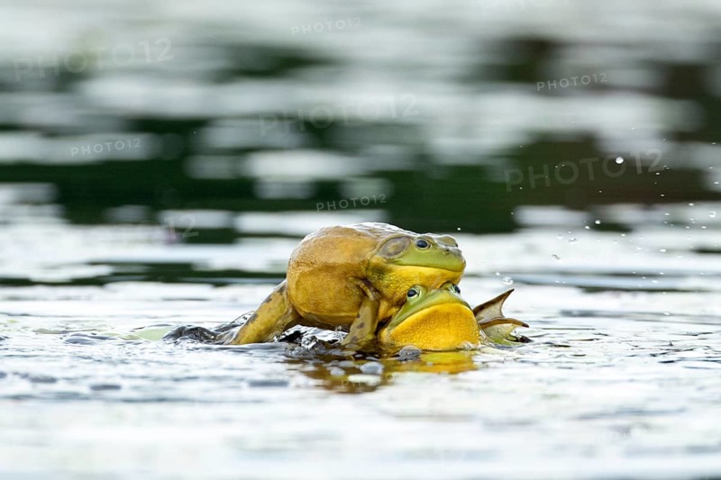 Bull frogs Lithobates catesbeianus. Male bull frogs fighting during the breeding season. La Mauricie national park. Province of Quebec. Canada