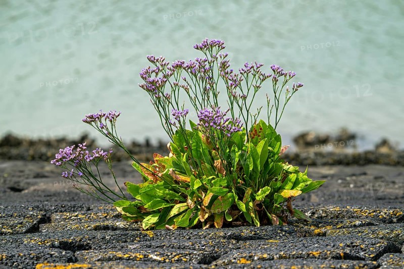 Common sea-lavender (Limonium vulgare) in flower on dyke, dike along the North Sea coast in summer, Zeeland, Netherlands