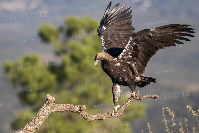 Iberian Eagle (Aquila adalberti), Spanish imperial eagle, Extremadura, Castilla La Mancha, Spain, Europe