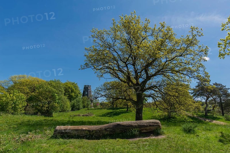 Svanninge Bakker, Faaborg, wooded heights in southern Funen, nature reserve, recreation, hiking, mill, tree trunk, South Funen, Denmark, Europe