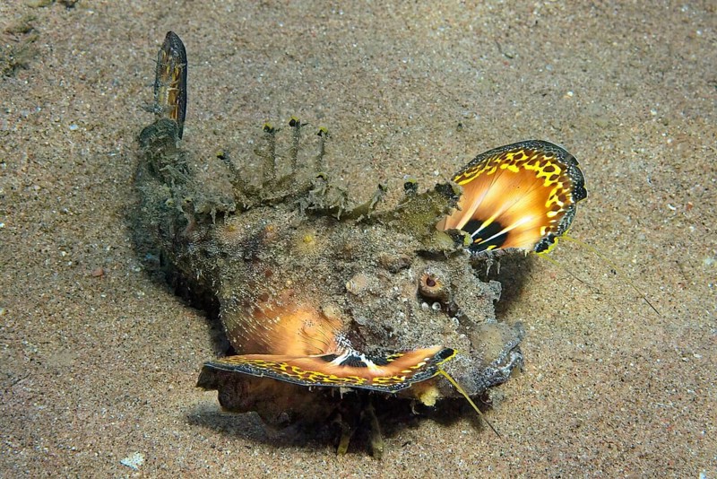Devilfish (Inimicus filamentosus) runs on sandy seabed raises venomous spines spreads pectoral fins shows threatening gesture, Red Sea