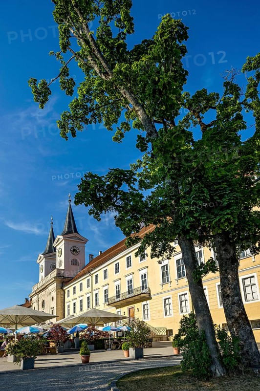 Large maple (Acer), Tegernsee Benedictine Abbey with St Quirin's Basilica, today a castle with brewery, inn and beer garden, town of Tegernsee, Mangfall mountains, Bavarian Prealps, Alps, Upper Bavaria, Bavaria, Germany, Europe