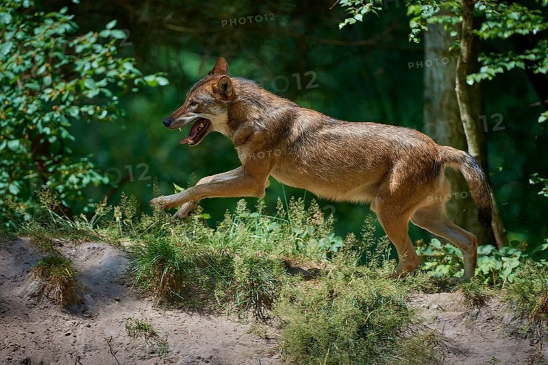 Gray wolf (Canis lupus), jumping in the forest, on a sandy hill, surrounded by green leaves and trees, summer, Germany, Europe