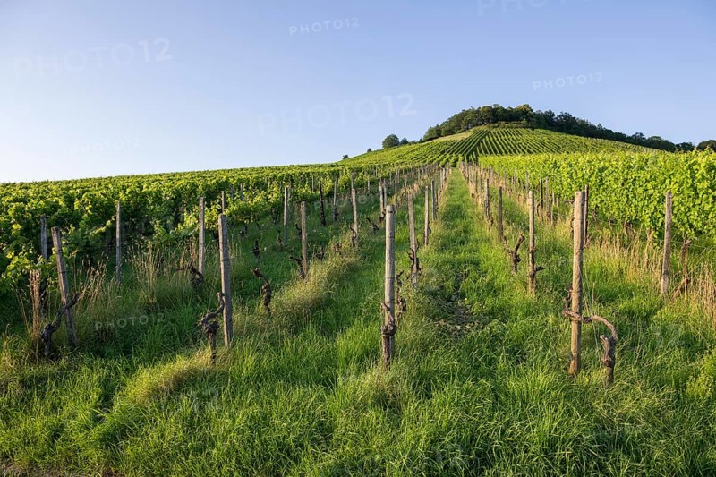 Vineyard at Korber Kopf is grubbed up due to uneconomical conditions, low yield, age, diseases, grubbing up, Korb im Remstal, Baden-Württemberg, Germany, Europe