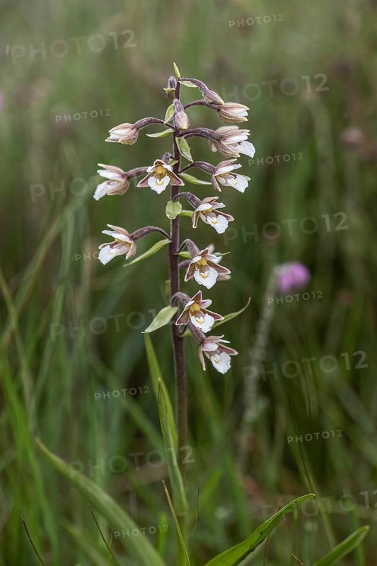 Marsh helleborine (Epipactis palustris), Emsland, Lower Saxony, Germany, Europe