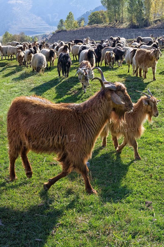 Herd of sheep and goats, Anatolia, Turkey, Asia
