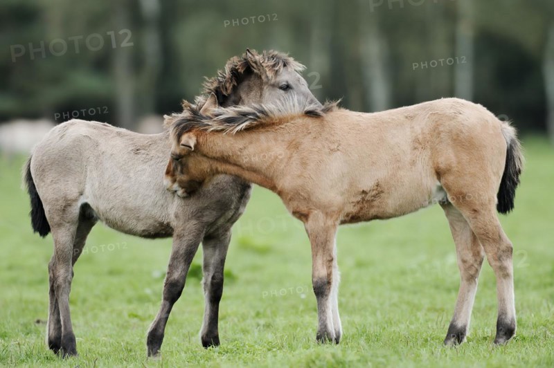 Dülmen wild horses, foals, Merfelder Bruch, Dülmen, North Rhine-Westphalia, Germany, Europe