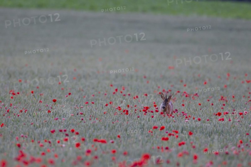 Roe deer (Capreolus capreolus) adult male buck feeding in a wheat field with flowering poppies, Suffolk, England, United Kingdom, Europe