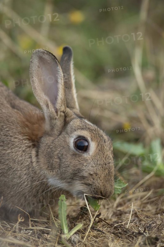 Rabbit (Oryctolagus cuniculus) adult animal feeding on a thistle leaf in grassland in the countryside, England, United Kingdom, Europe