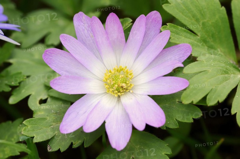 Blue anemone (Anemone apennina), flower, garden plant, North Rhine-Westphalia, Germany, Europe