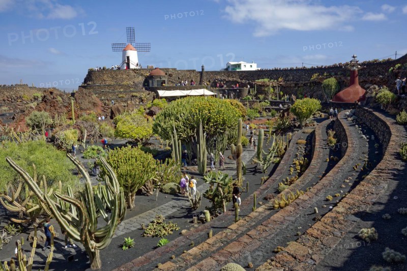 Cactus garden, Jardin de Cactus, designed by the artist César Manrique, behind the restored gofio mill, Lanzarote, Canary Islands, Canary Islands, Spain, Europe