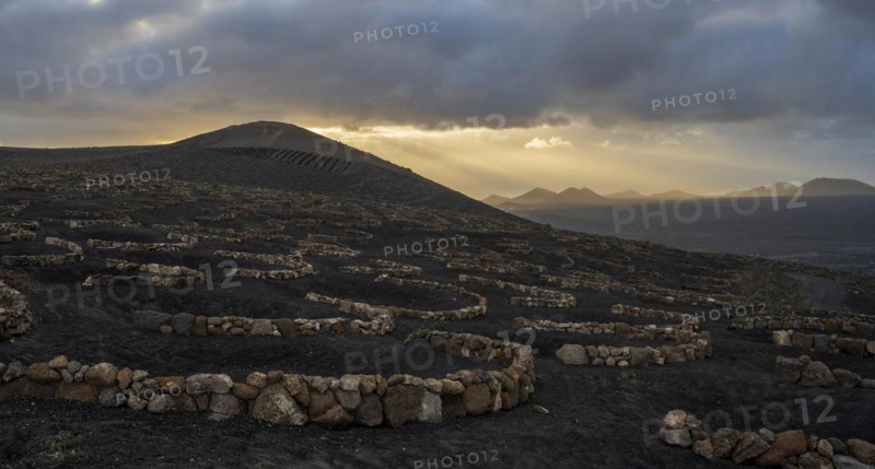 Grapevines growing in black volcanic soil in protected enclosed pits, La Geria, Lanzarote, Canary Islands, Spain, Europe