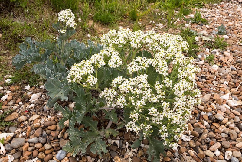 Sea Kale, crambe maritima, in flower on shingle pebble beach, Bawdsey, Suffolk, England, UK