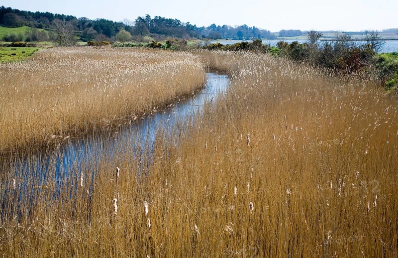 Drainage ditch and reedbeds, Martlesham Creek, River Deben, Suffolk, England, United Kingdom, Europe